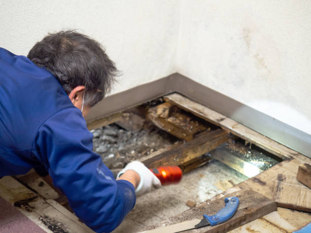 Best Mold Removal and Inspection  in Muse, PA