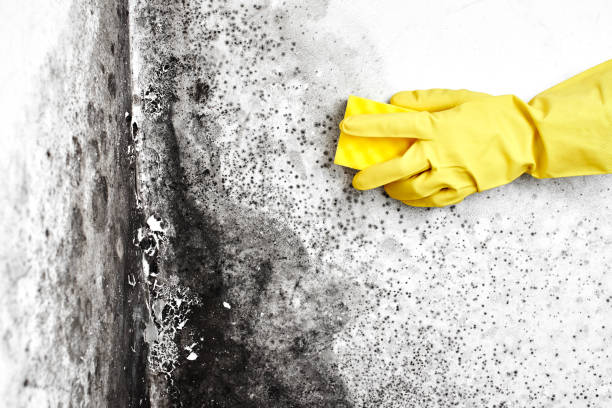 Best Mold Testing  in Muse, PA