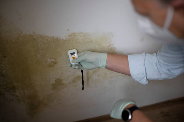 Best Certified Mold Removal  in Muse, PA