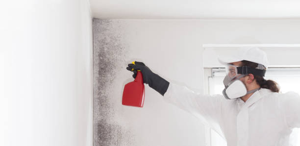 Best Mold Removal Company Near Me  in Muse, PA