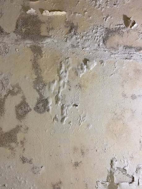 Best Home Mold Removal  in Muse, PA